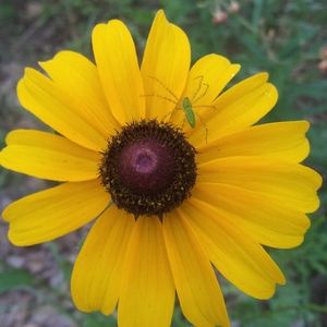 Meet your Posher, Charles-eva